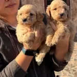 2 Aylık Kıvırcık Tuy Yapılı Maltipoo Yavrular