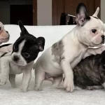 Ust Duzey Kalite French Bulldog Bebeklerim