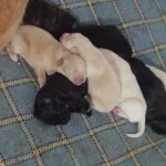 Golden Ve Kane Couerse Melezi