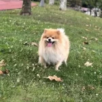 Egitimli 18 Aylık Pomeranian Boo
