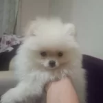 Bembeyaz Yavru Disi Minik 700 Gr Pomeranian