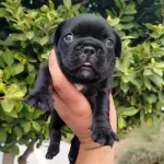 Siyah Beyaz Maskeli French Buldog Yavruları