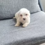 Maltese Terrier Minyatur Minnaklarım
