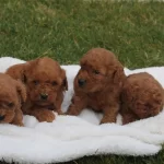 A Kalite Toy Poodle Yavruları