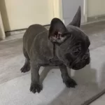 Disi Blue French Yavrumuz