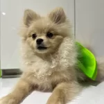 Mini Pomeranian Full Asılı Egitimli Altı Aylık Disi