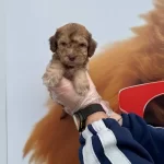 Nadir Bulununan Cikolata Renkli Gozlu Maltipoo Yavrularımız