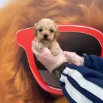 Gerçek Tea Cup Maltipoo Yavrularımız