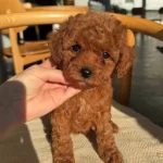 Isık Sacan Kalite Toy Poodle Bebekler