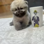 Ayı Surat Pomeranian Boo Yavrularımız