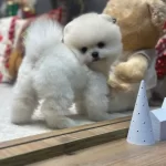 White Pomeranian Boo Pupy