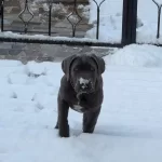 Cane Corso Tum Asililari Tam Olup Anne Ve Babasi Bizdedir