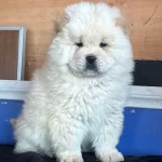 Ayı Surat Chow Chow Yavruları