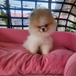 Show Kalite Tea Cup Pomeranian Yavrularımız