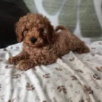 Oyuncu Chocolate Poodle Yavrularımız