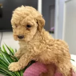 Harika Toy Poodle Yavrularımız