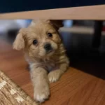 2 Aylık Evde Dogup Buyudu