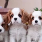 Muhteşem Maskeli Cavalier King Charles Yavruları