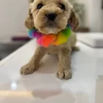 Tuvalet Eğitimli Mini Maltipoo Yavruları