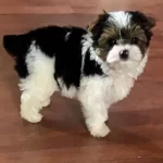 Ev Ortamında Yetisen Akıllı Shih Tzu Yavruları