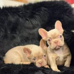 Renkli Gozlu Ev Ortamında Bakılan Yavrularım