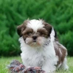 Shihtzu Cinsi Yavrular Ev Uretimi