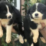 Border Collie Yavrularımız