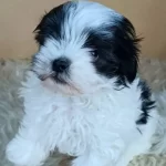 Disi Teacup Maltipoo Yavrumuz