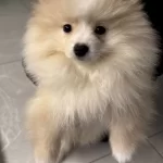 Beyaz Bulut Pomeranian Boo Sosyal Ve Oyuncu Yavru