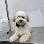 Ped Eğitimli Sosyal Maltipoo