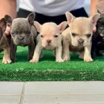 Essiz Renk Genetigine Sahip Micro French Bulldog Yavruları