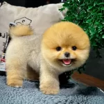 Ruhsatlı Ciftlikten Gercek Pomeranian