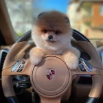 Yavru Patiler Guvencesiyle