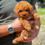 Irk Standartlarının En Iyisi