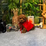 Kore Kan Oglumuz Mario