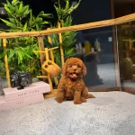 Yavru Patiler Guvencesiyle