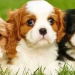 Safkan Cavalier King Charles Yavruları