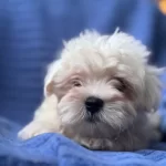 Beyaz Ipeksi Kurklu Tuvalet Egitimli