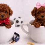 Ev Ortamında Buyuyen Red Toy Poodle Yavruları