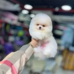 Tuvalet Egitimli 3 Aylık Pomeranian Boo