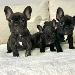 Siyahın En Saf Tonu A Kalite French Bulldog Yavruları