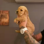 Platinum Golden Retriever Erkek Disi