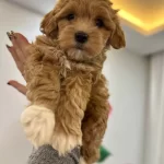 tüy Dokmeyen Ve Koku Yapmayan Maltipoo