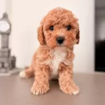 Kahve Tonlu Safkan Maltipoo Yavruları