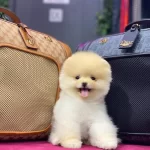 Pelus Surat Pomeranian Boo Yavruları