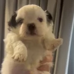 Bebek Suratlı Sitsu Yavrularımız