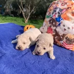 tüy Dokmeyen Akıllı Dost Maltipoo Yavruları