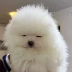 Izmir Karabaglar Beyaz Melek Pomeranian Boo Korean Disi