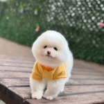 Ayıcık Surat Dişi Pomeranian Boo Yavrumuz