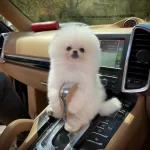 Secereli Teacup Pomeranian Kızımız Dante
